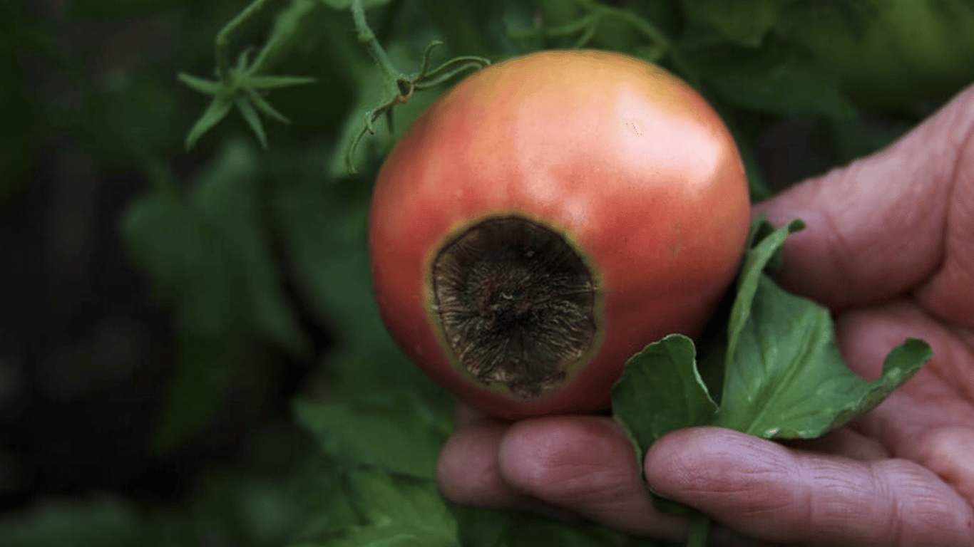 Вершинная гниль на помидорах: как спасти урожай за 3 шага