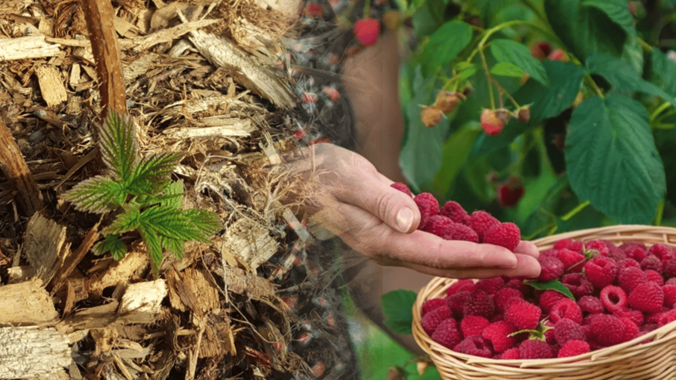 Junge Himbeeren im Garten: Geheimnisse der richtigen Mulchtechnik für eine reiche Ernte