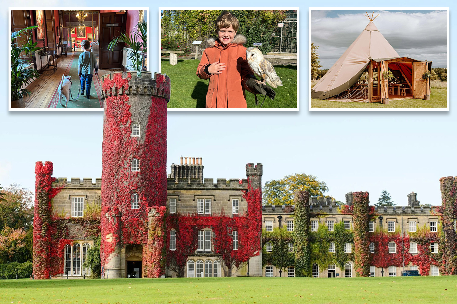 Сова Неека в Украине: как птица-терапевт помогает детям во время войны