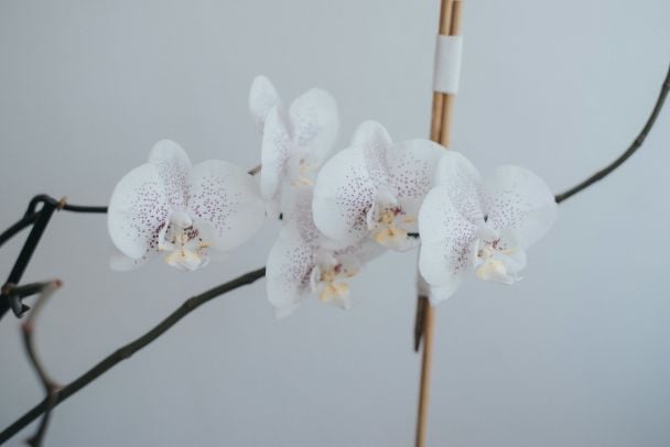 Sekret ponownego kwitnienia orchidei: porady od ekspertów