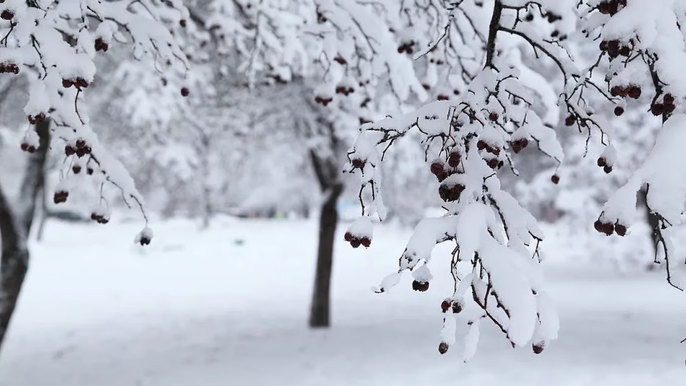 Захист дерев від гризунів стрейч-плівкою