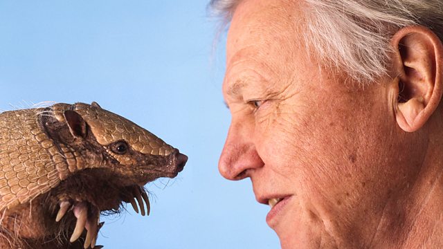 The Best BBC Documentaries The Life of Mammals (The Life of Mammals, 2002–2003)