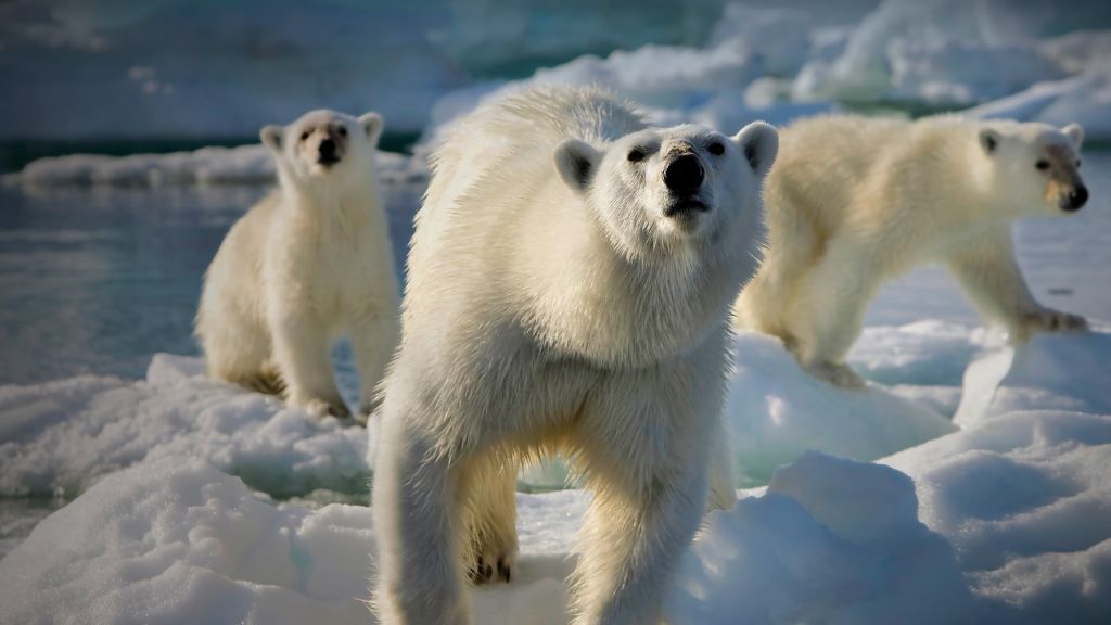 The Best BBC Documentaries Frozen Planet (Frozen Planet, 2011–2012)