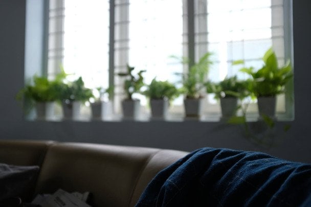 Gdzie w mieszkaniu rośliny marnieją? 6 krytycznych lokalizacji i jak ich unikać