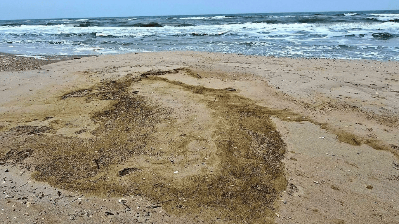 Удар по порту и гибель птиц: Черное море пострадало от разлива масла