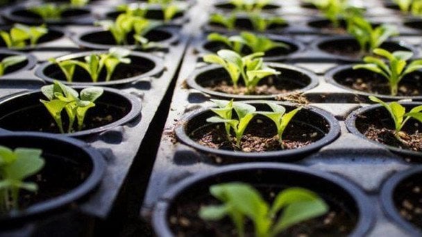 Styczeń to czas siewu kwiatów: 7 roślin, które trzeba posadzić teraz