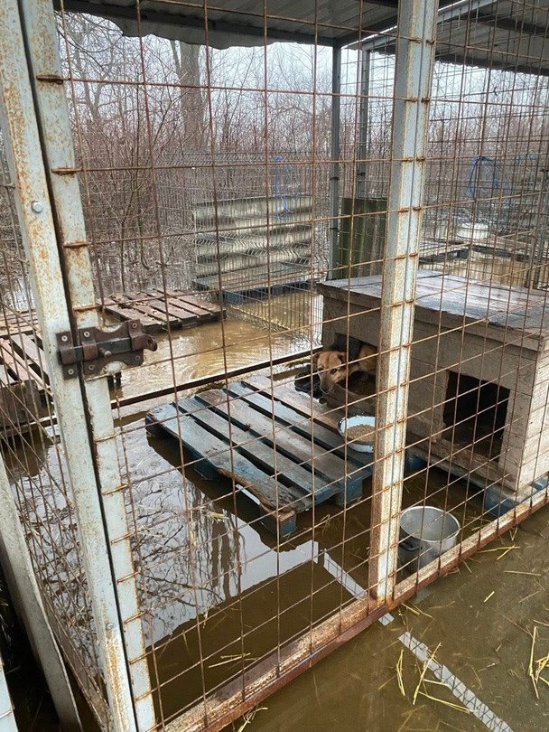 В Кропивницком из-за паводка пострадал приют для собак: почти 200 питомцев в опасности