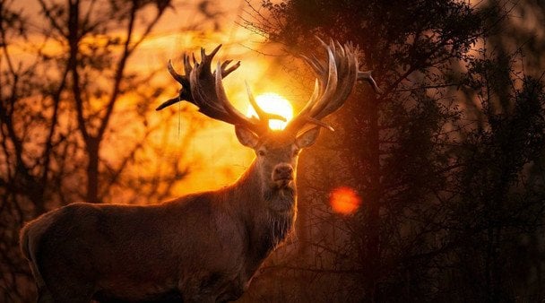 Браконьєр застрелив оленя Руні
