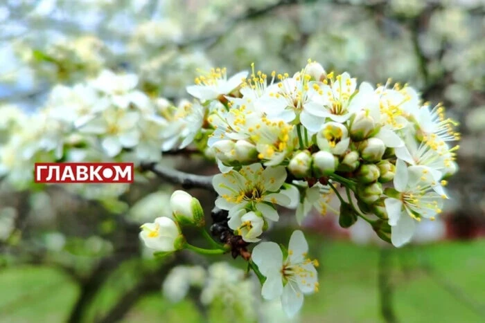 Weather forecast for May 7