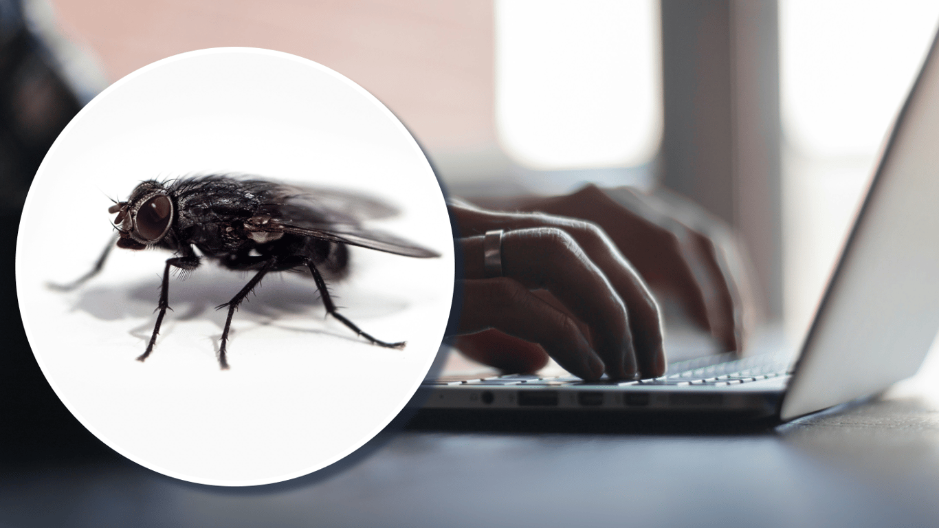 Симуляция мозга плодовой мушки: цифровой аватар управляет виртуальным телом