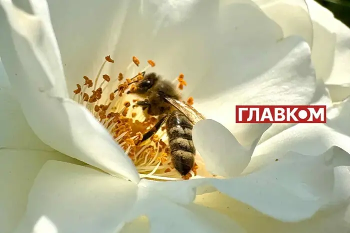 Дикі бджоли Європи під загрозою: чому це небезпечно для всіх