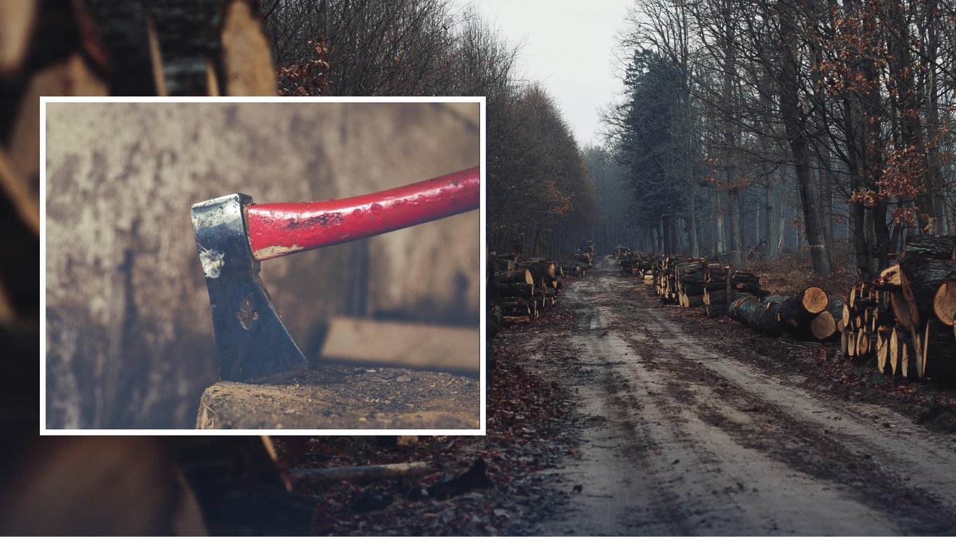 Pozyskiwanie drewna opałowego z gruntów samozadrzewionych: co mówią polskie przepisy?
