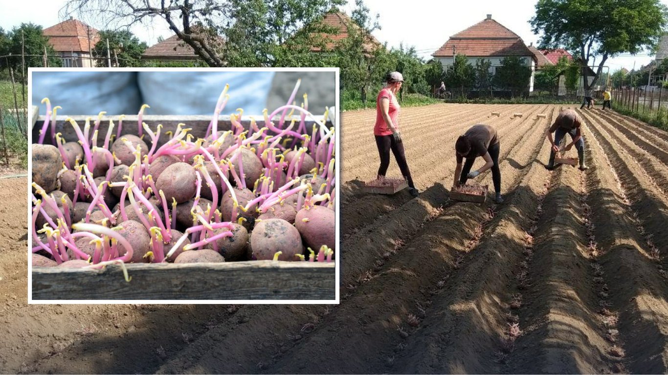 Jak przygotować ziemniaki do sadzenia: kluczowe znaczenie usuwania kiełków