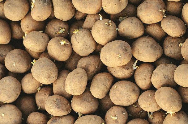 Naturalne sposoby na przechowanie ziemniaków do wiosny. Jabłka powstrzymają kiełkowanie