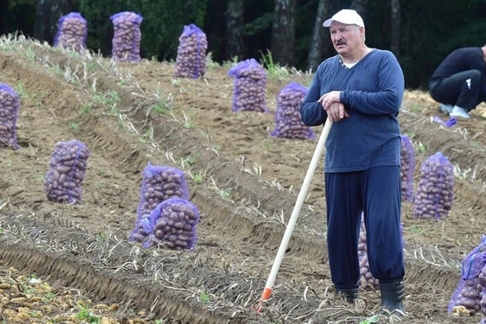 Na Białorusi znikają ziemniaki