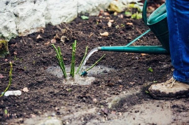 Ratunek dla róż po mroźnej zimie: kluczowe zabiegi rekonwalescencji