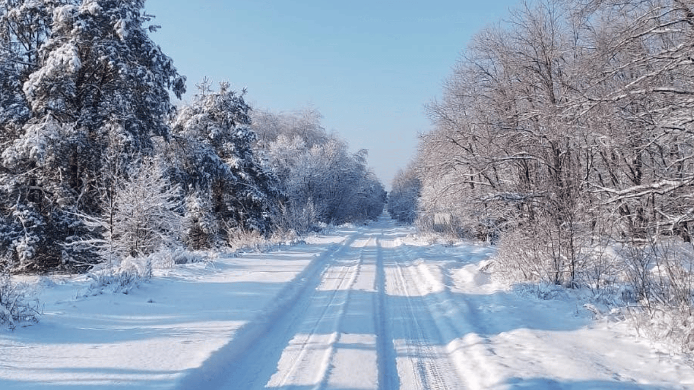 Przewalski's horse in winter Chernobyl