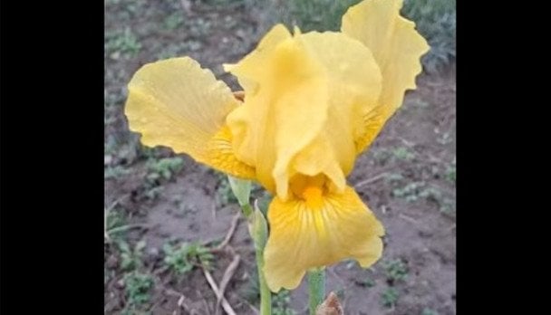 Цвітіння ірису в Україні у грудні