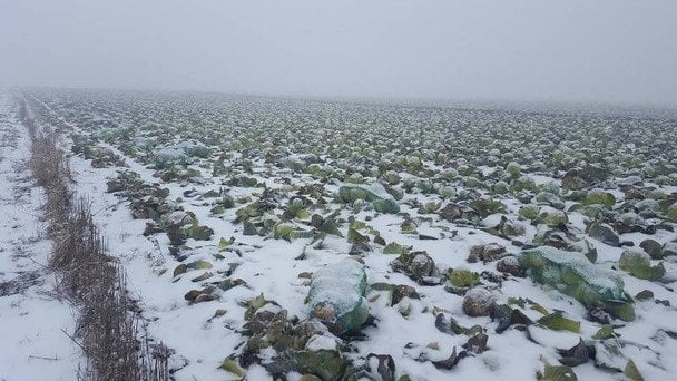 Dlaczego nie warto wykopywać korzeni kapusty jesienią: wyjaśniają agronomowie