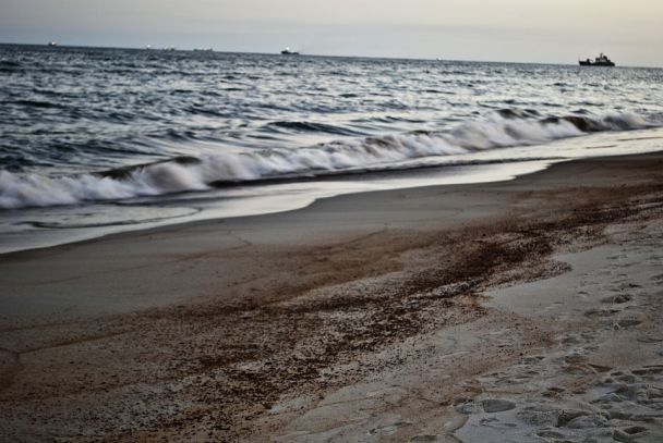 Экологическая трагедия в Черном море: утечка масла после удара дронов и массовая гибель крабов