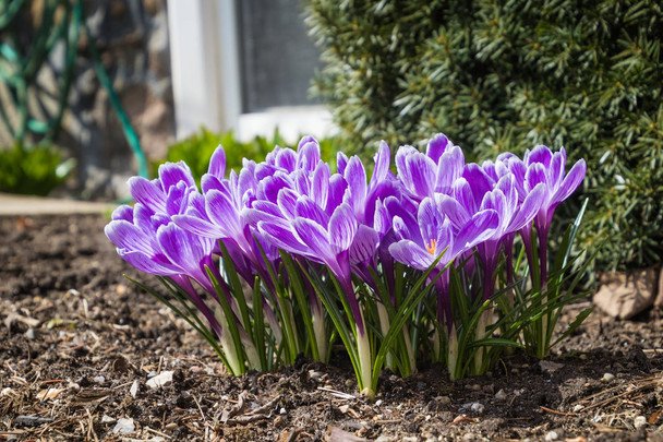 Wiosenne przebiśniegi: od śnieżyczek po tulipany