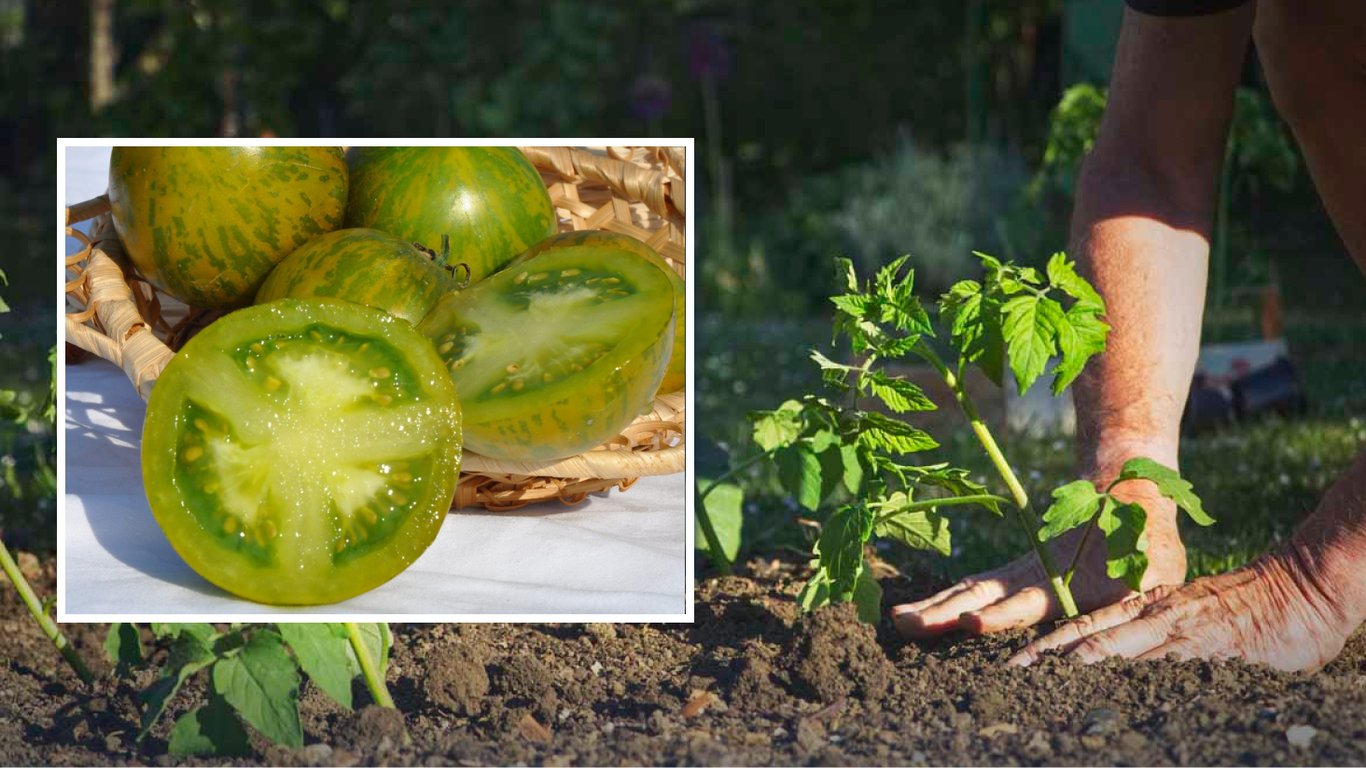 Pomidor Kiwi: uprawa egzotycznego smaku i niezwykłej barwy w ogrodzie