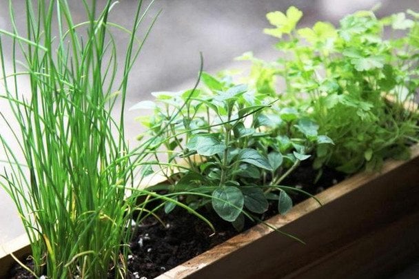 Zimowy parapet: jakie zioła i warzywa przetrwają w temperaturze +12°C