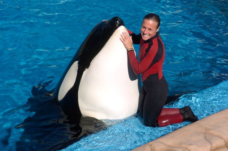 Трагедія в SeaWorld: як загибель дресирувальниці змінила правила роботи з косатками