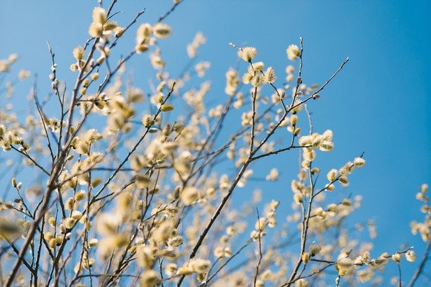 Niedziela Palmowa 2026: rozbieżne terminy święta w różnych Kościołach