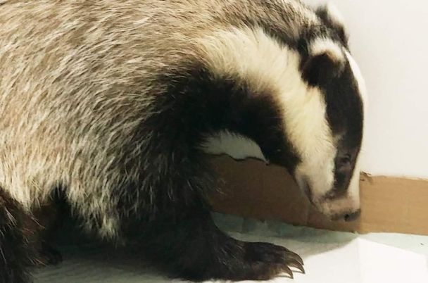 Sprawdź swoją spostrzegawczość: 12 różnic między borsukami w minutę