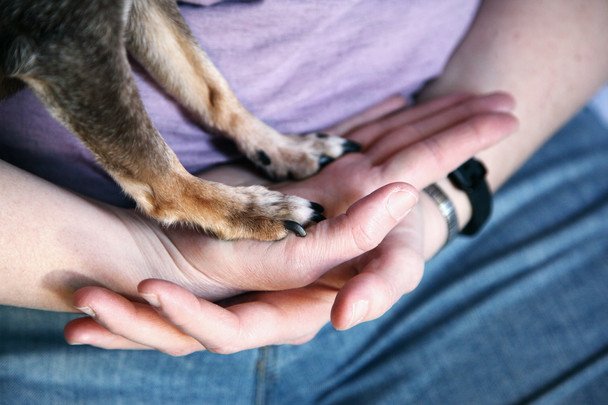 Sztuczna inteligencja pomogła opracować lek na raka u psa: guz całkowicie się cofnął