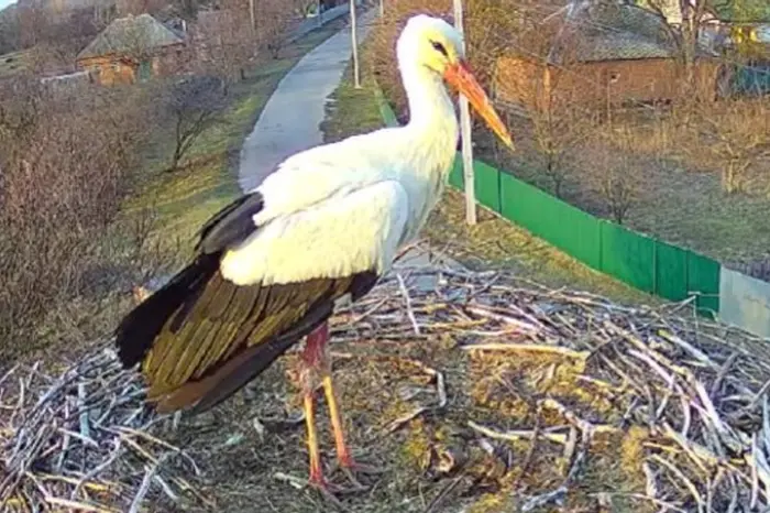 Der Storch Grytsko ist zu seinem Nest in der Region Poltawa zurückgekehrt: Online-Übertragung