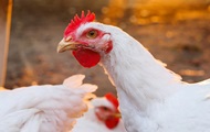 Wachstums hormonen bei Hühnern: Warum Broiler schneller an Gewicht zunehmen ohne Stimulatoren