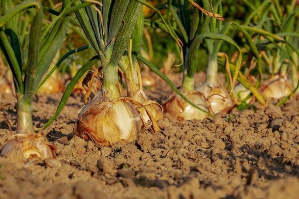 Секреты бабушкиных грядок: проверенный способ получить крупный лук
