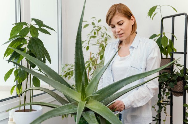 Aloes: ponad 200 aktywnych składników w służbie zdrowia