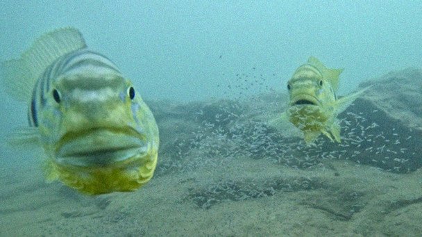 Daj się ponieść spojrzeniu: ryby z jeziora Tanganika odczytują ludzki wzrok