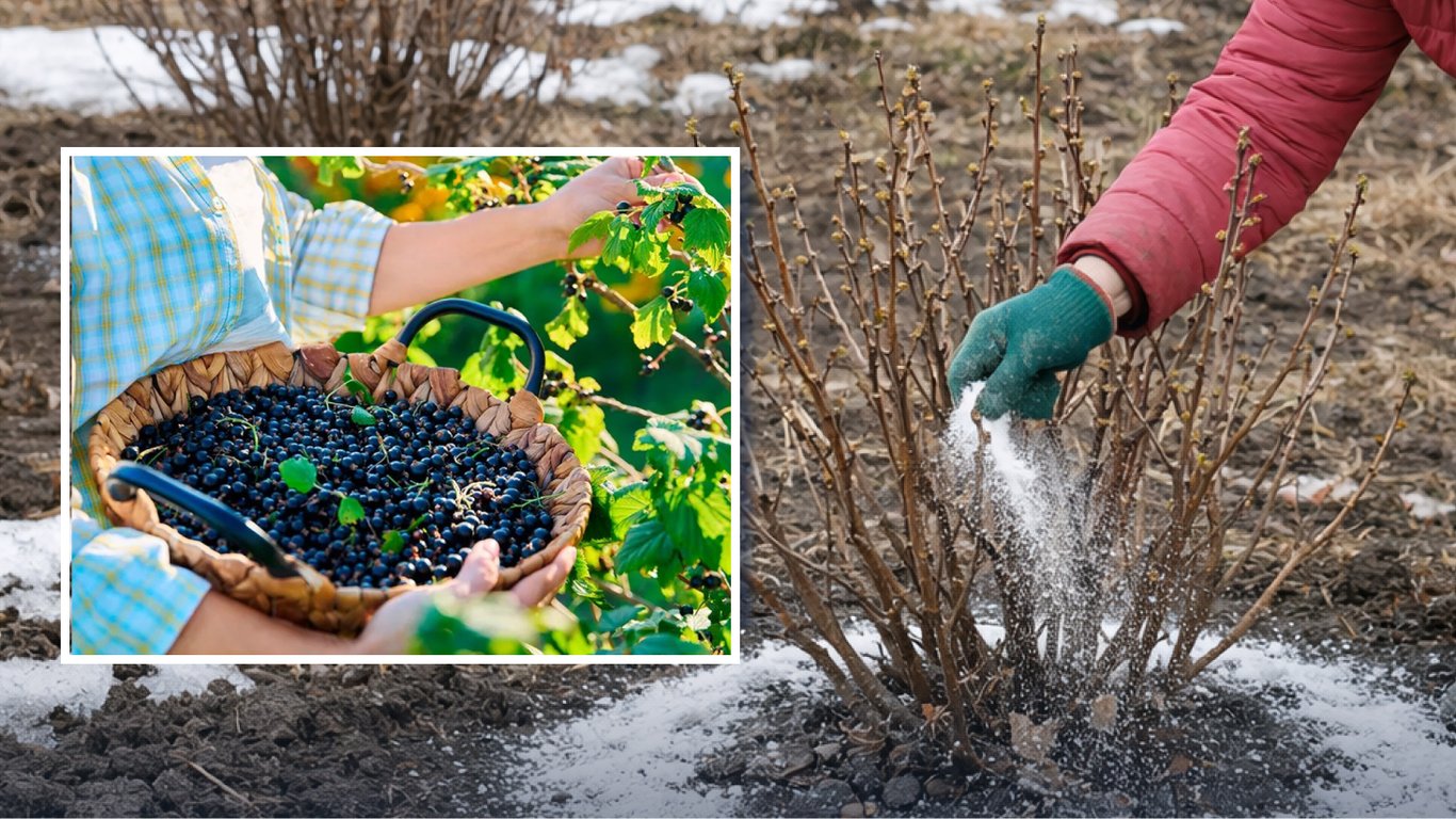 Marzec w ogrodzie: jak użyć skrobi ziemniaczanej, by porzeczki obficie owocowały
