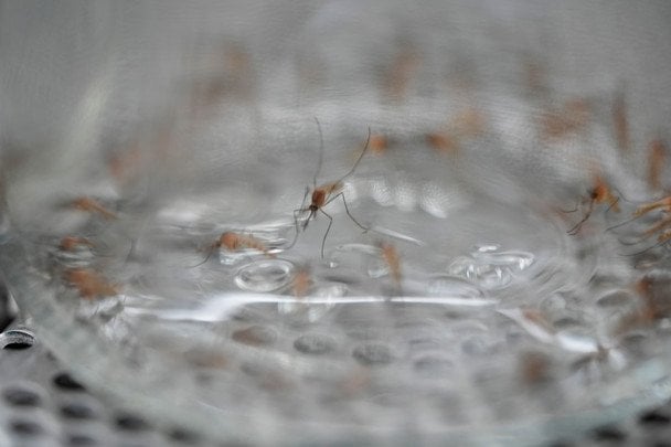 Owady zabijają ponad 700 tysięcy ludzi rocznie: najbardziej niebezpieczne gatunki
