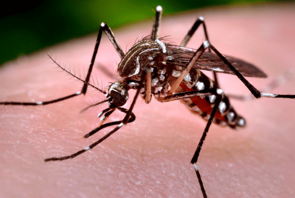 Dziesięciokrotny wzrost zachorowań na dengę w Peru – winne zmiany klimatu