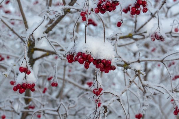 Kalinę lepiej sadzić z dala od domu. Ostrzeżenia przed narodowym symbolem