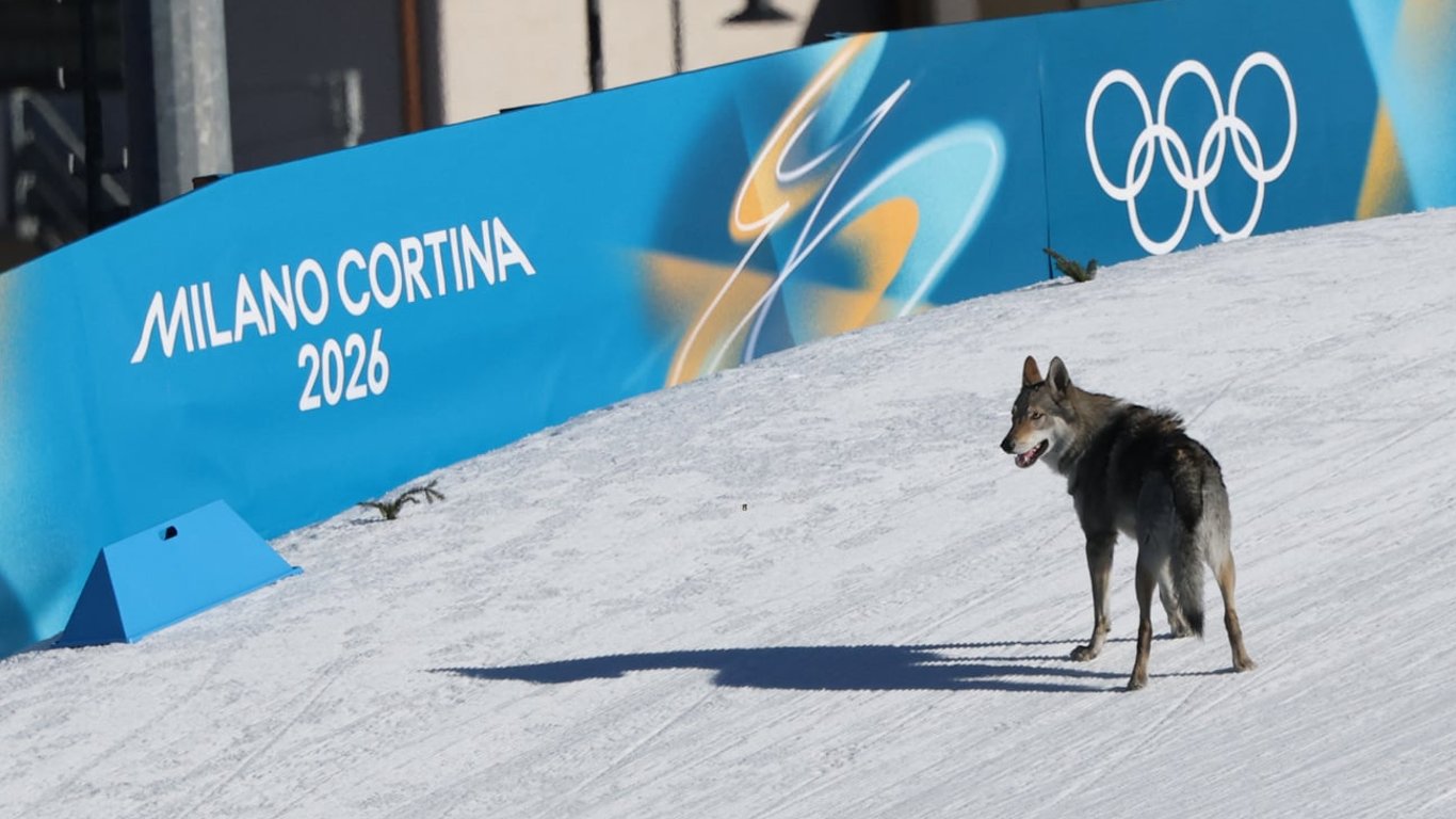 Niecodzienna przeszkoda na trasie olimpijskiej. Jak niespodziewany gość wpłynął na występ polskich biegaczek narciarskich?