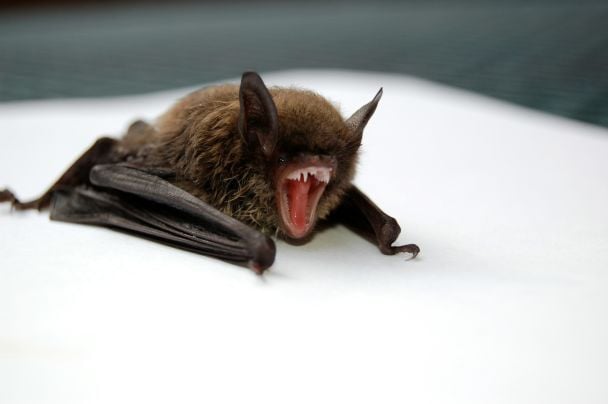 Niebezpieczny wirus od nietoperzy w Bangladeszu. Objawy przypominają śmiertelnego Nipah