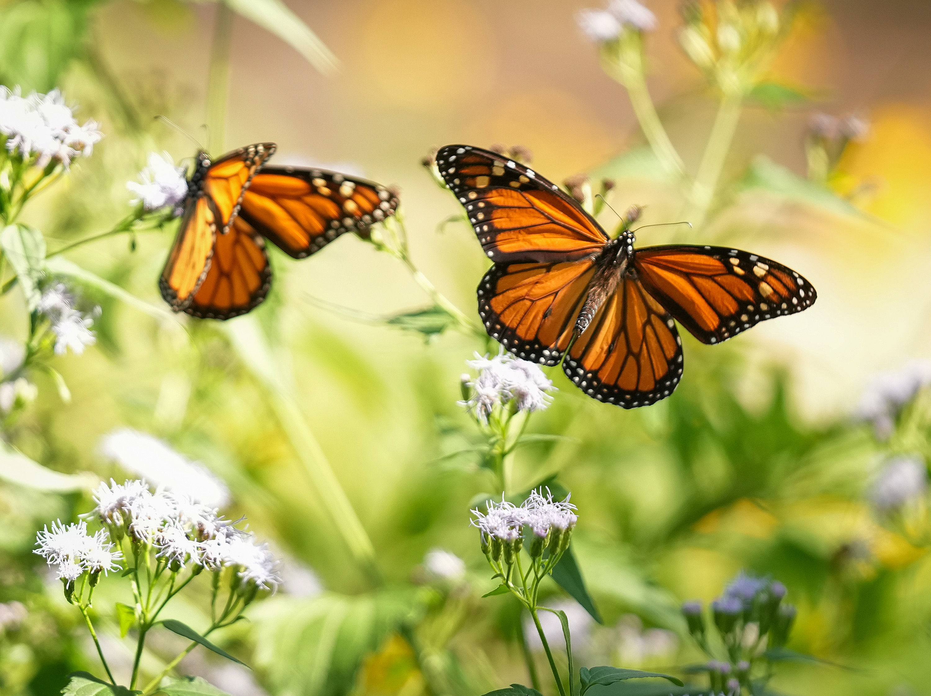 Populacja motyli monarchów w Meksyku przestała spadać – dane WWF