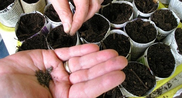 Kalendarz ogrodnika: Kiedy zaczynać sadzonki papryki, pomidora i bakłażana