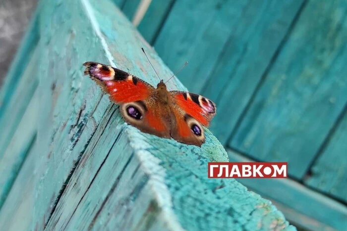 Україну чекає повернення спеки: прогноз погоди на 27 серпня
