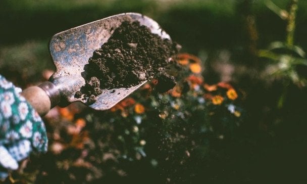 Dlaczego rozsypywanie ziaren po mieście zimą to niebezpieczny błąd