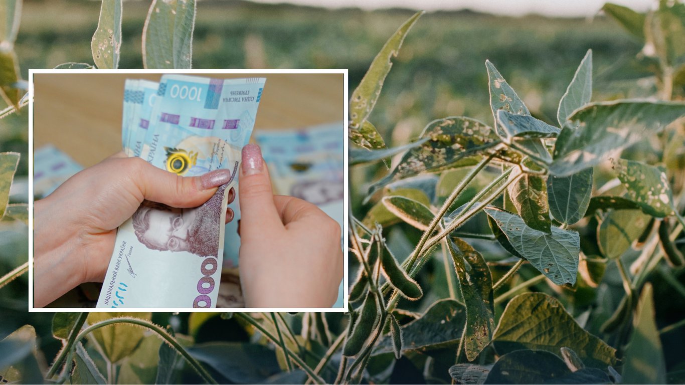 Экспортная стоимость сои в Украине обновила максимум: причины взлета котировок