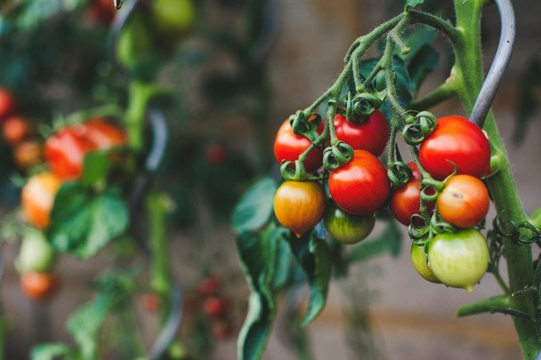 Sześć naturalnych dodatków do gleby dla obfitych plonów pomidorów