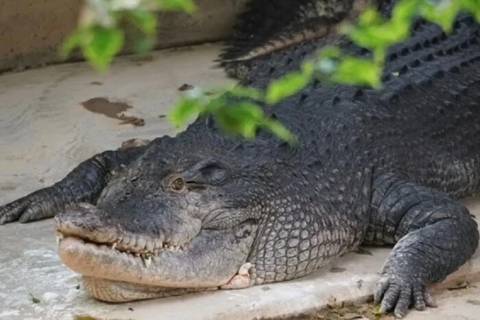 Olympics 2032: rowing on a river with crocodiles