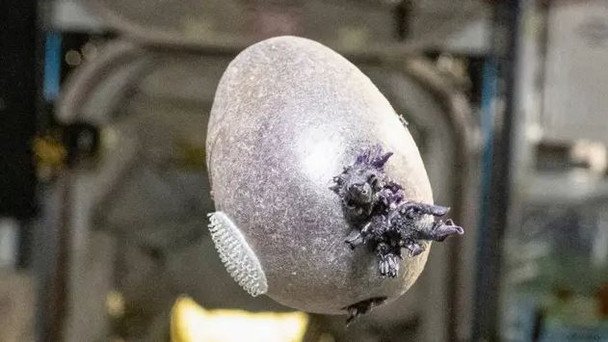Ziemniak nazwany 'Spudnik-1' – nietypowy plon wyhodowany przez astronautę NASA na ISS